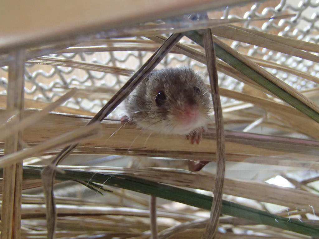 動物1の写真18