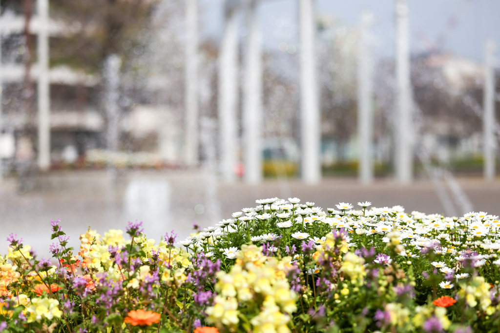 あさの汐風公園　桜　噴水の写真14