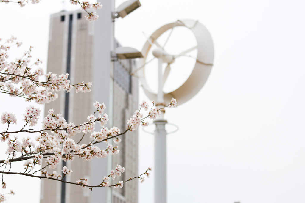 あさの汐風公園　桜　噴水の写真26