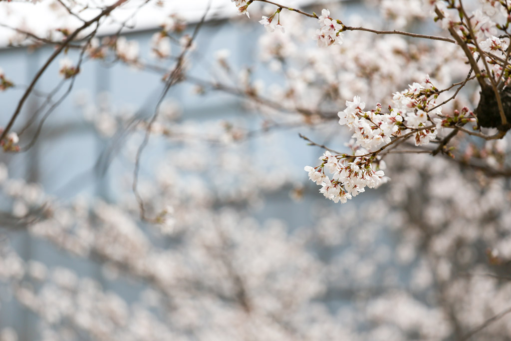 あさの汐風公園　桜　噴水の写真27