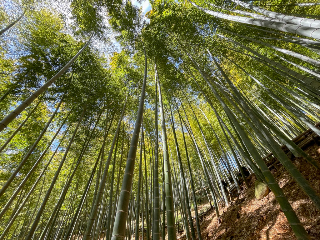 合馬の竹林の写真1