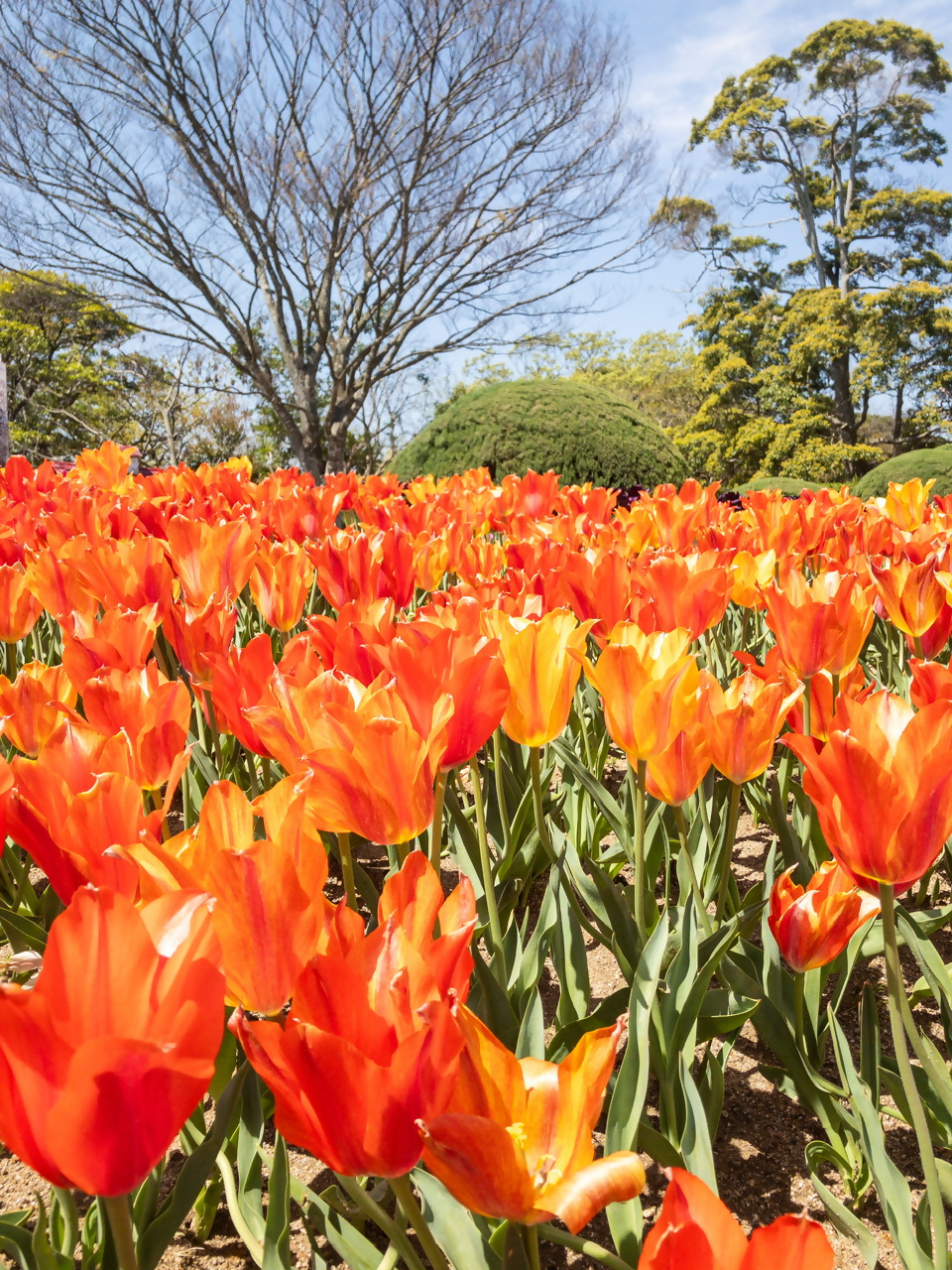 グリーンパークの写真15