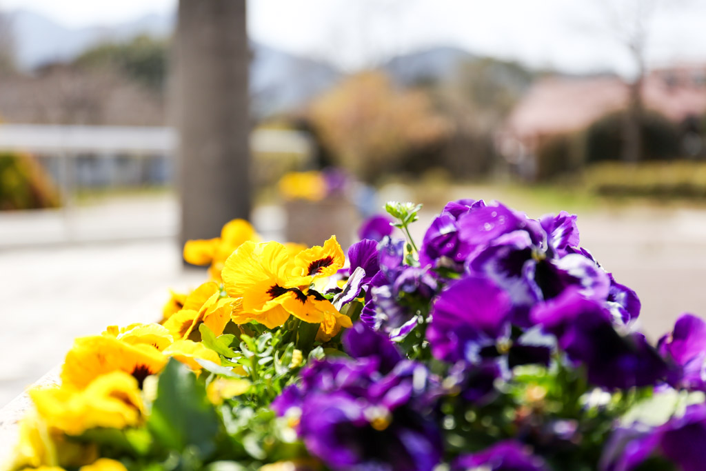 花農丘公園　総合農事センターの写真8