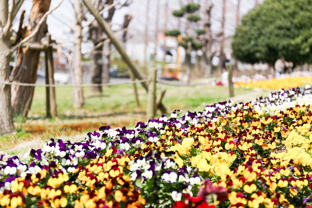 花農丘公園　総合農事センターの写真12