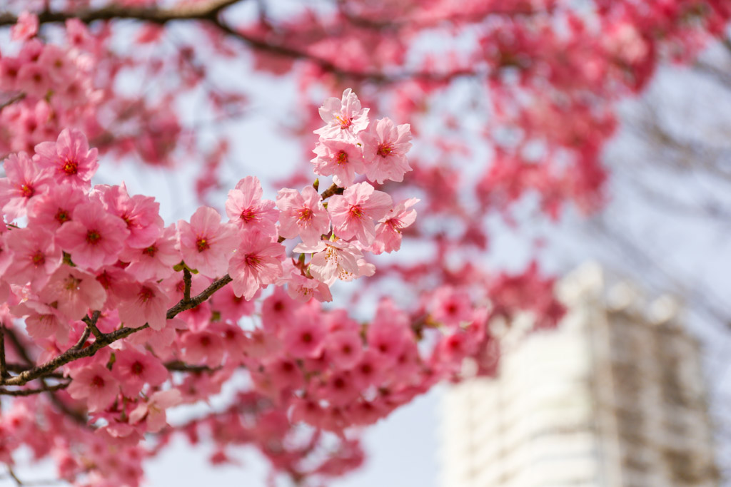 勝山公園　桜の写真1