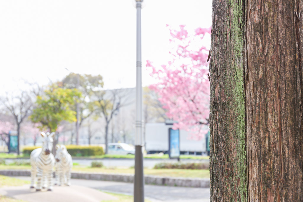 勝山公園　桜の写真13