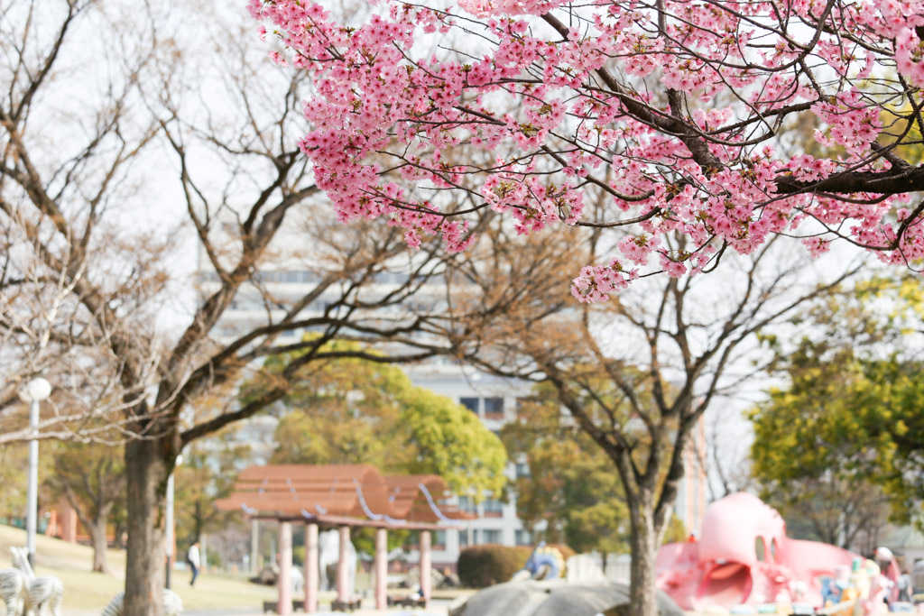 勝山公園　桜の写真16