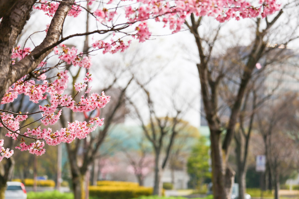 勝山公園　桜の写真19