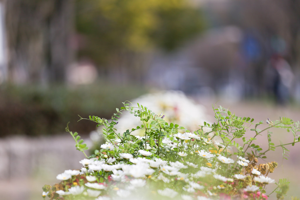 勝山公園　桜の写真21