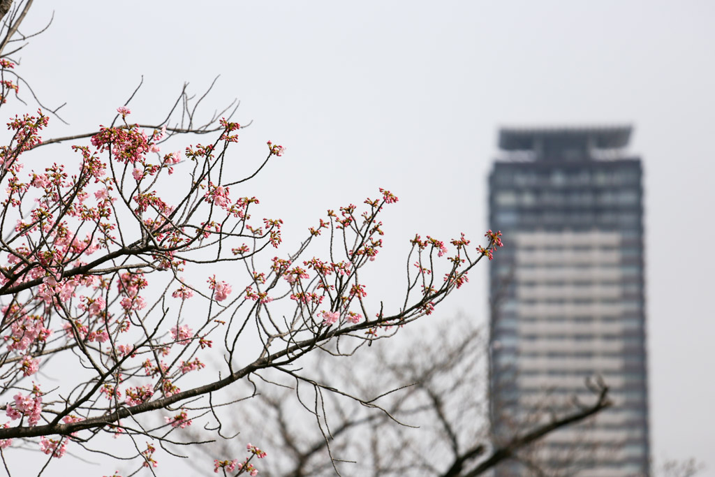 勝山公園　桜の写真23