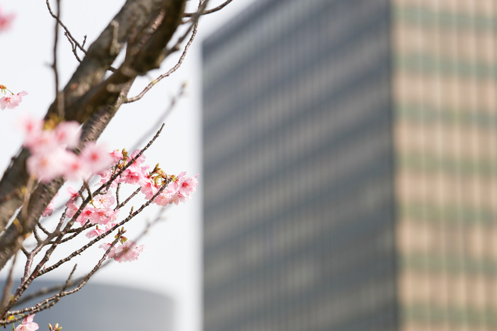 勝山公園　桜の写真38