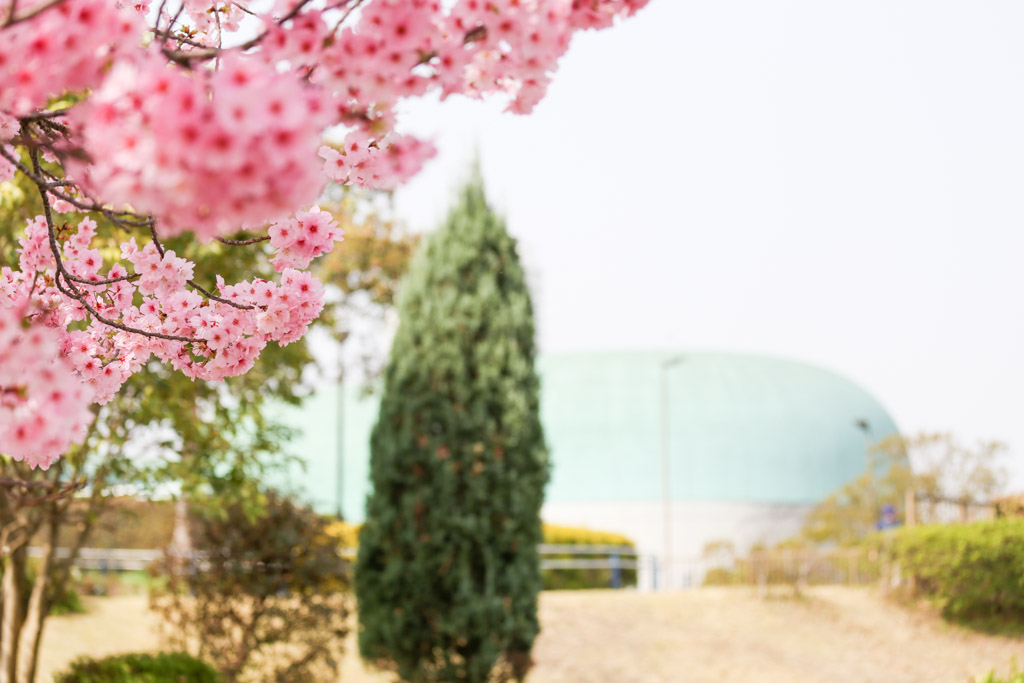 勝山公園　桜の写真43