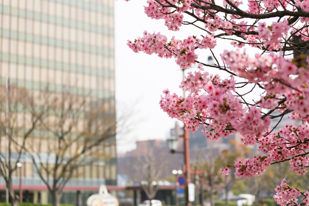 勝山公園　桜の写真44