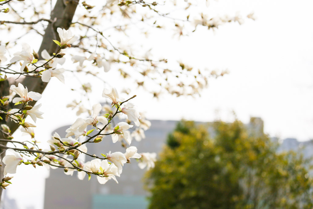 勝山公園　桜の写真46