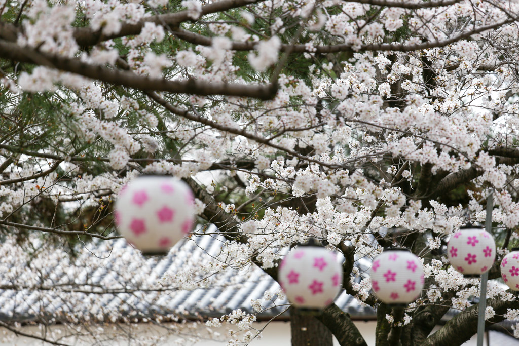小倉城　桜の写真13