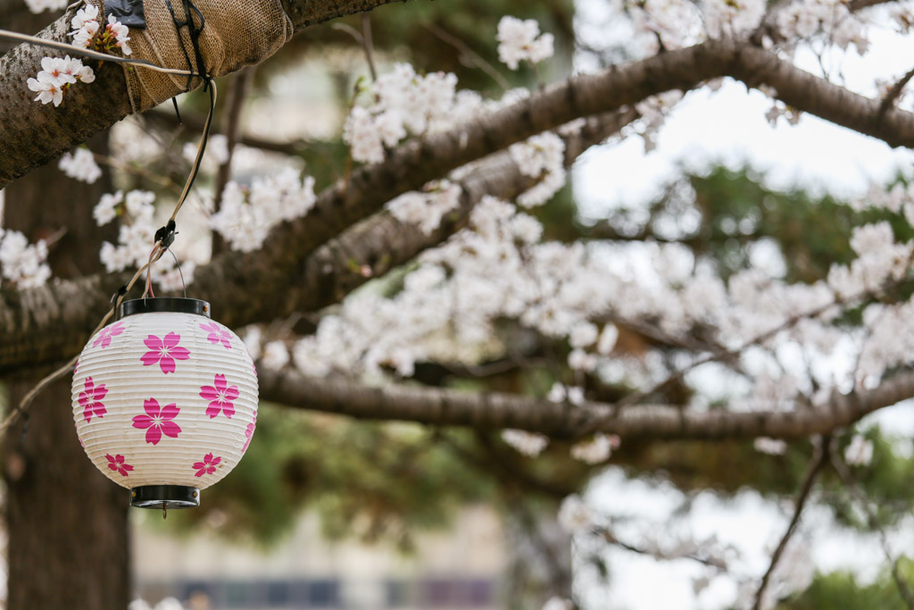 小倉城　桜の写真14