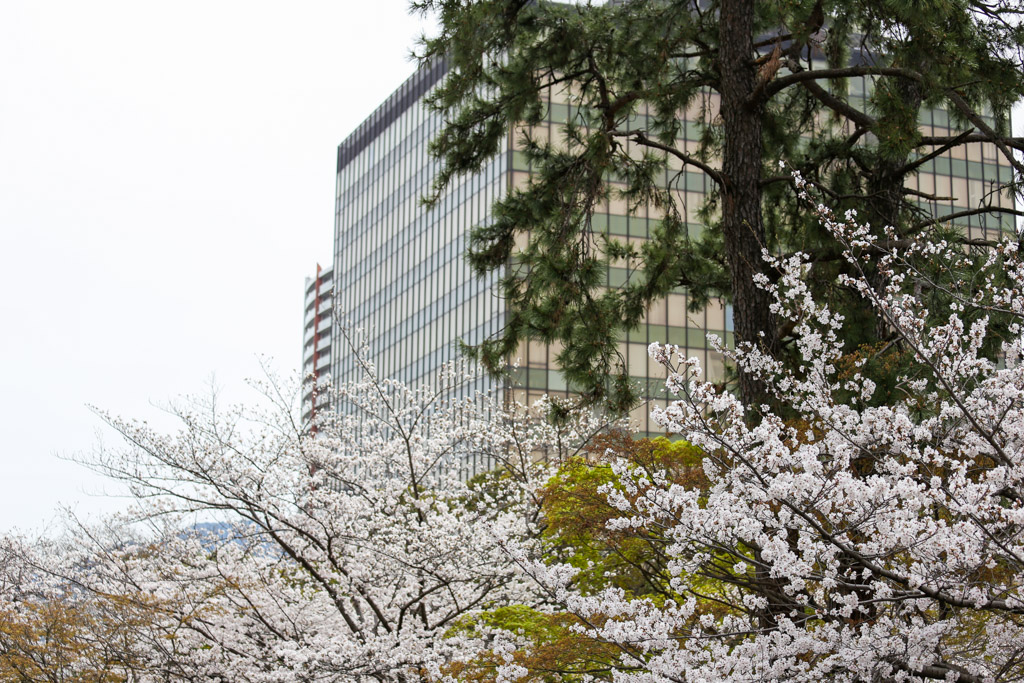 小倉城　桜の写真18