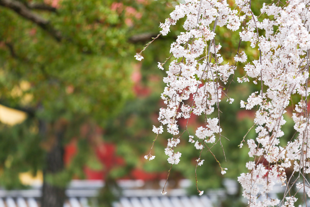 小倉城　桜の写真19
