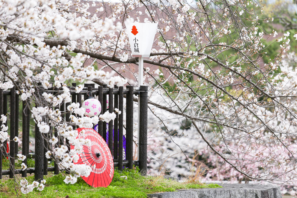 小倉城　桜の写真20