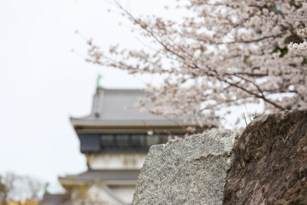 小倉城　桜の写真24