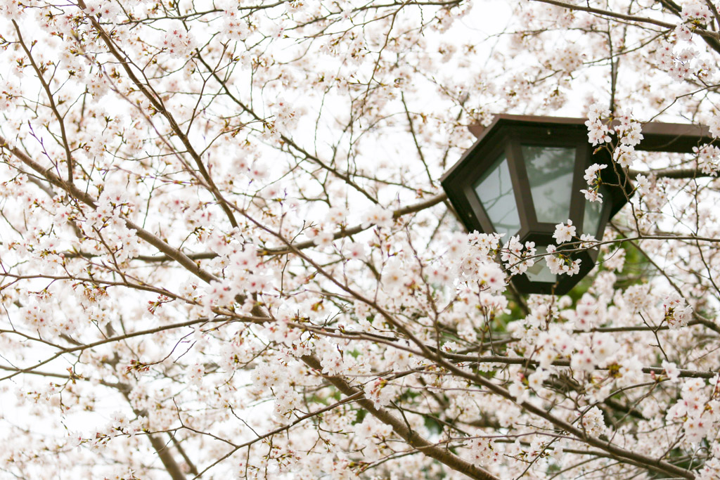 小倉城　桜の写真26