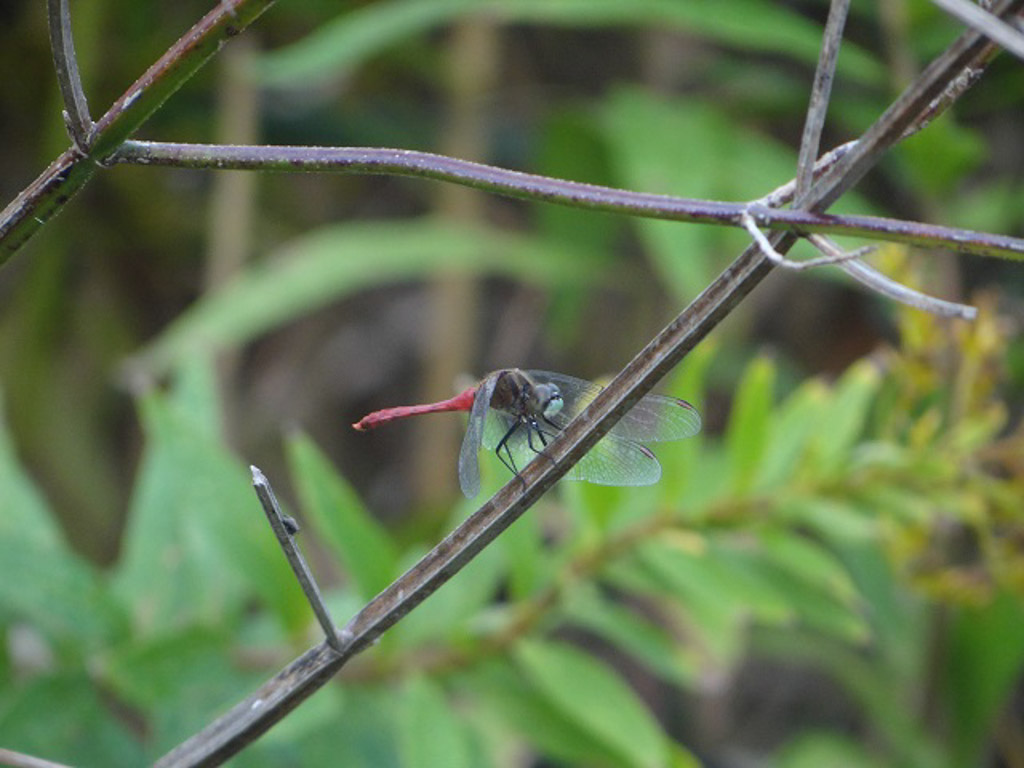 昆虫・その他の写真4