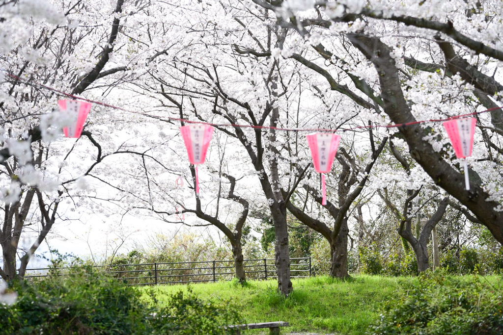 黒崎城跡　桜の写真2