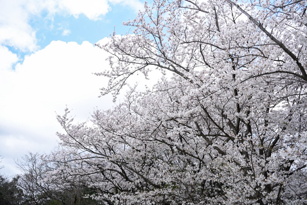 黒崎城跡　桜の写真4