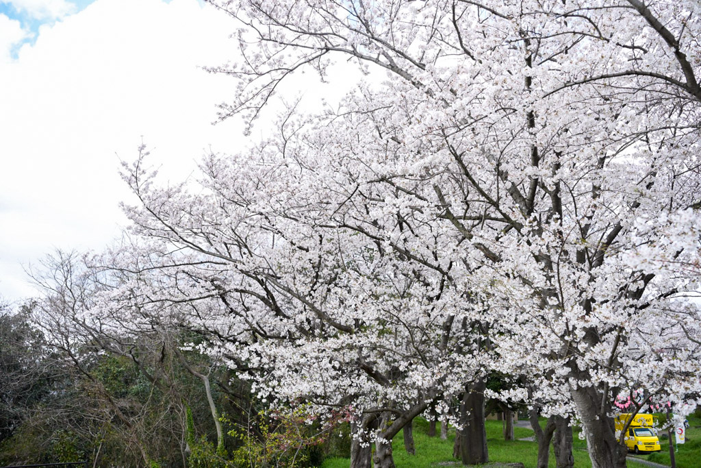 黒崎城跡　桜の写真6