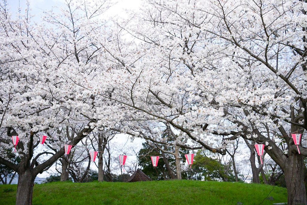 黒崎城跡　桜の写真11