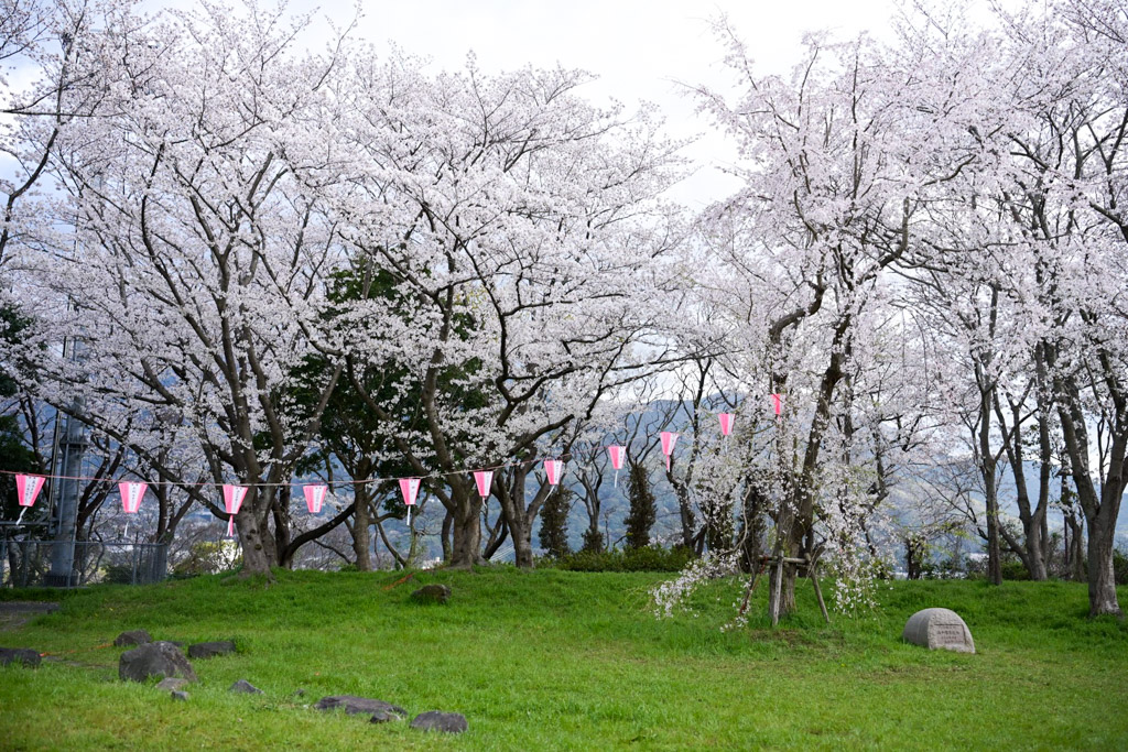 黒崎城跡　桜の写真12