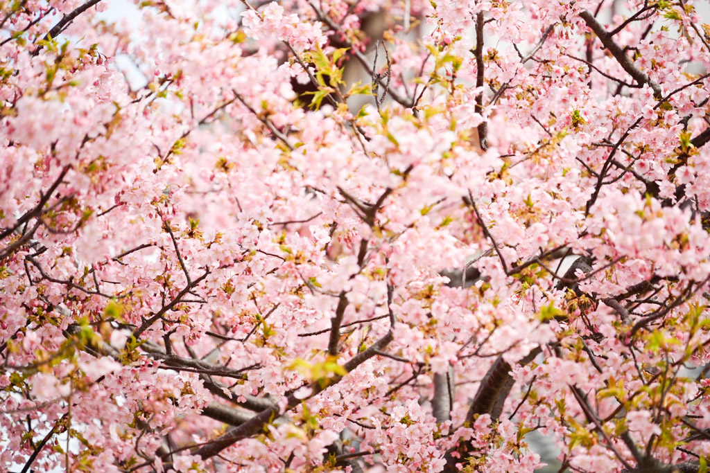 門司港　桜の写真1