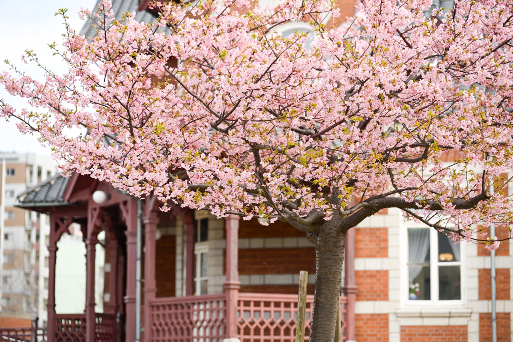 門司港　桜の写真7