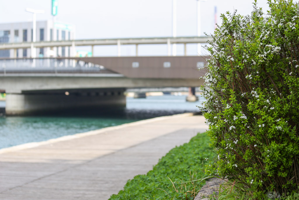 紫川　橋1の写真19