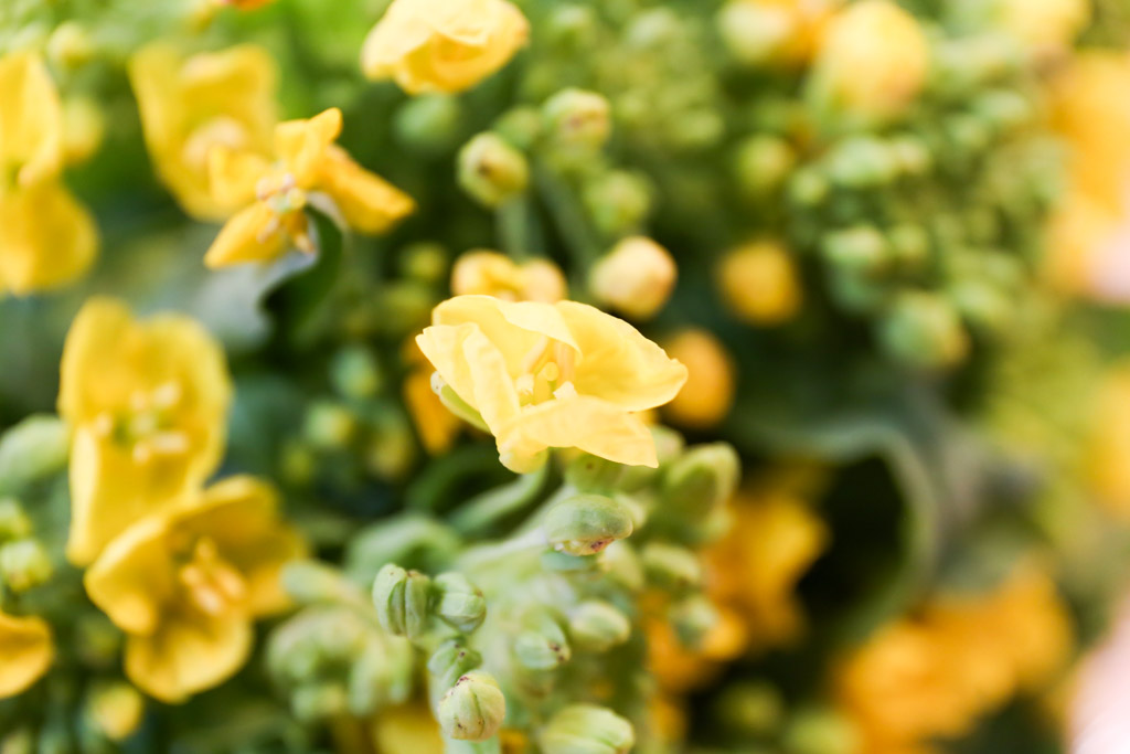 菜の花の写真2