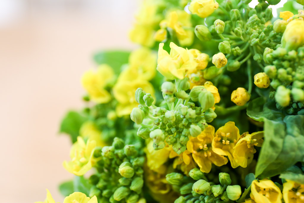 菜の花の写真4