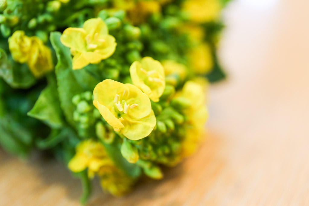 菜の花の写真6