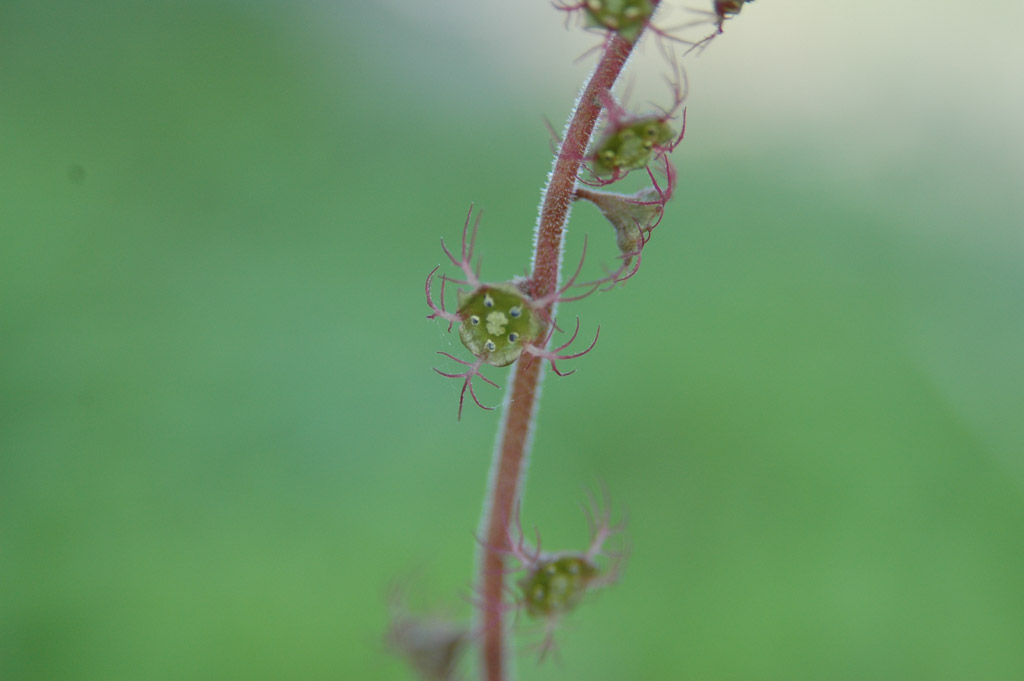 植物1の写真4