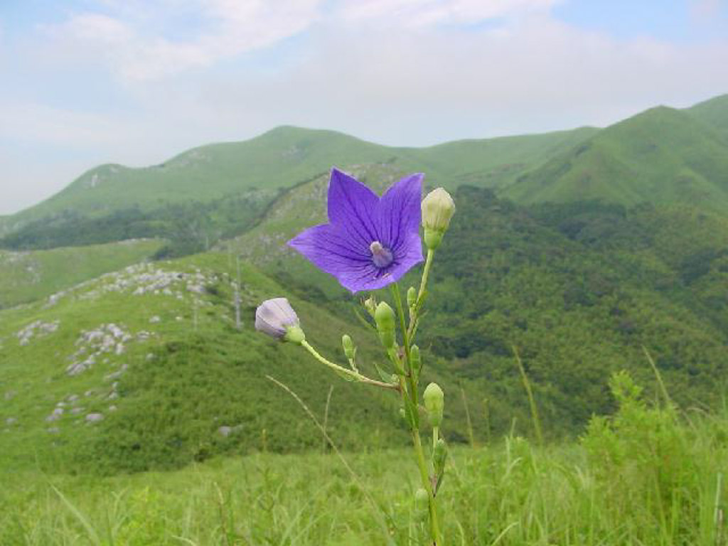 植物1の写真10