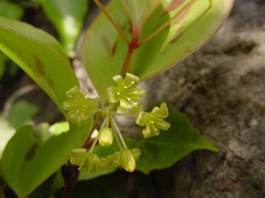植物1の写真17