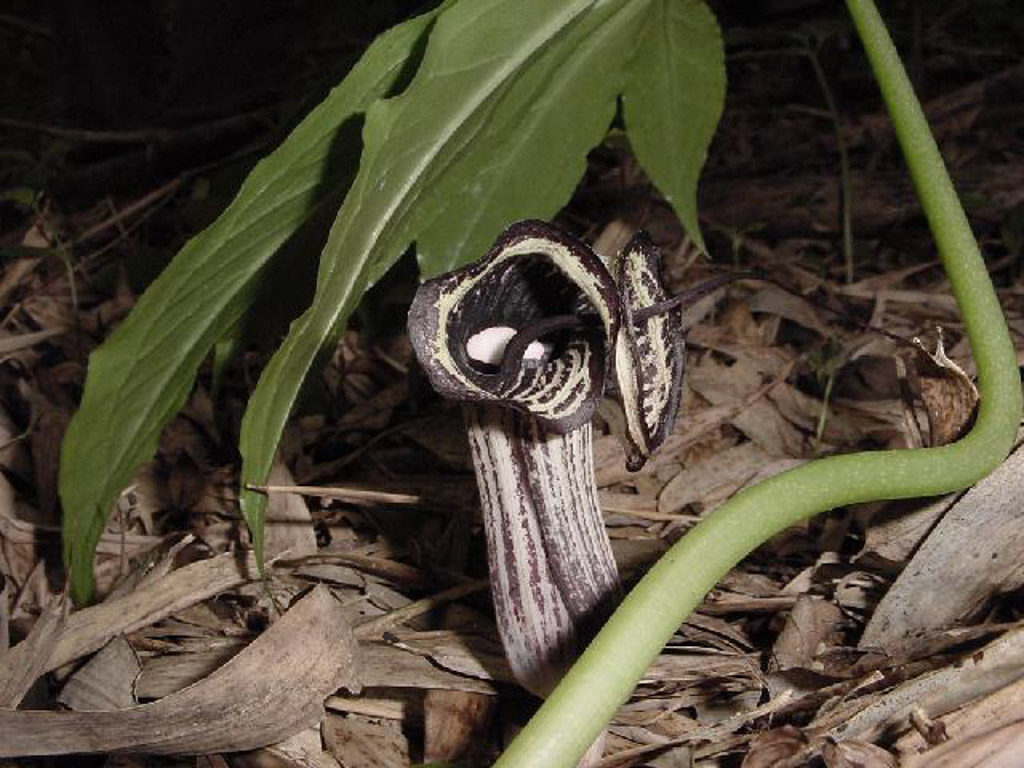 植物1の写真37
