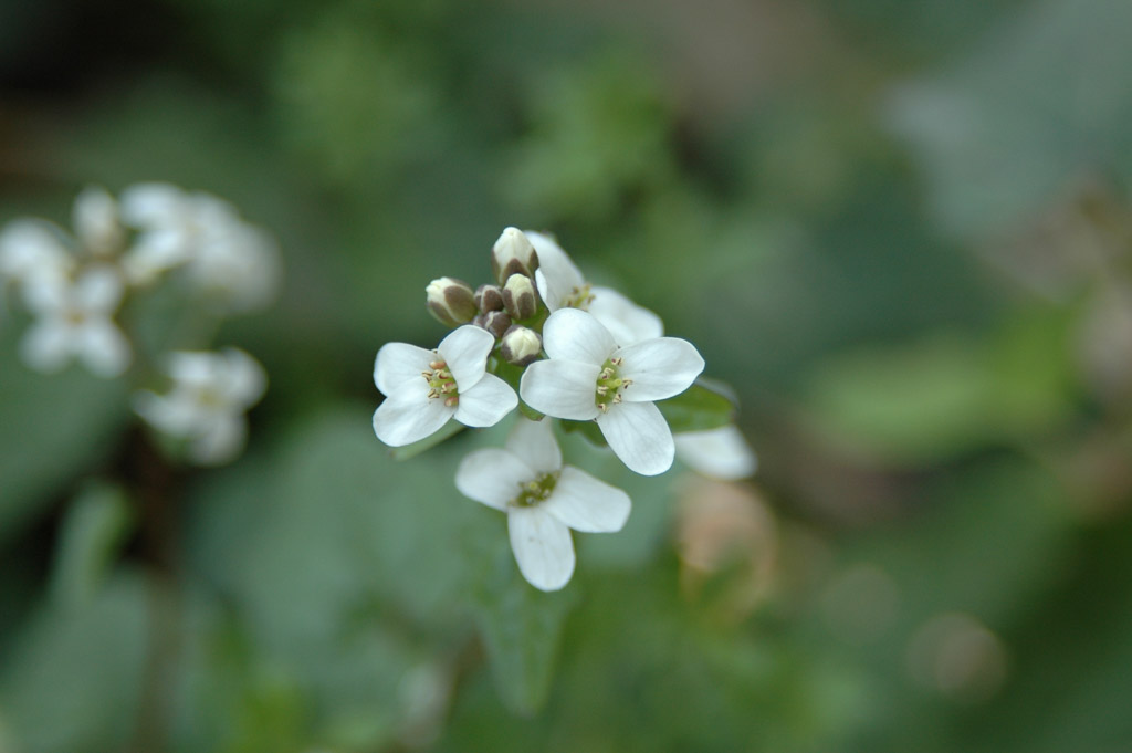 植物2の写真64