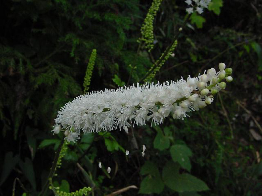 植物3の写真10