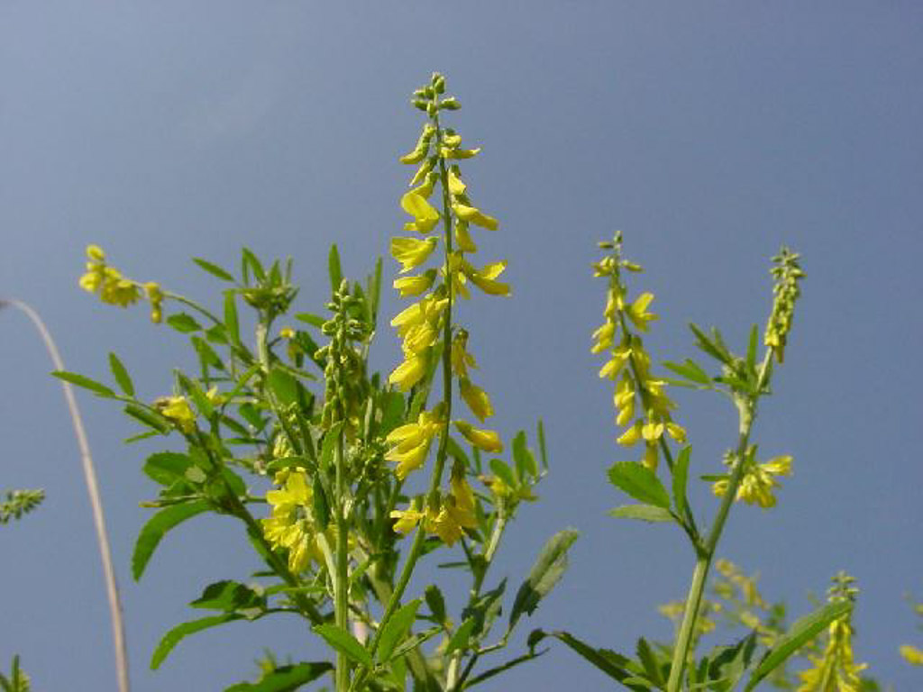 植物3の写真11