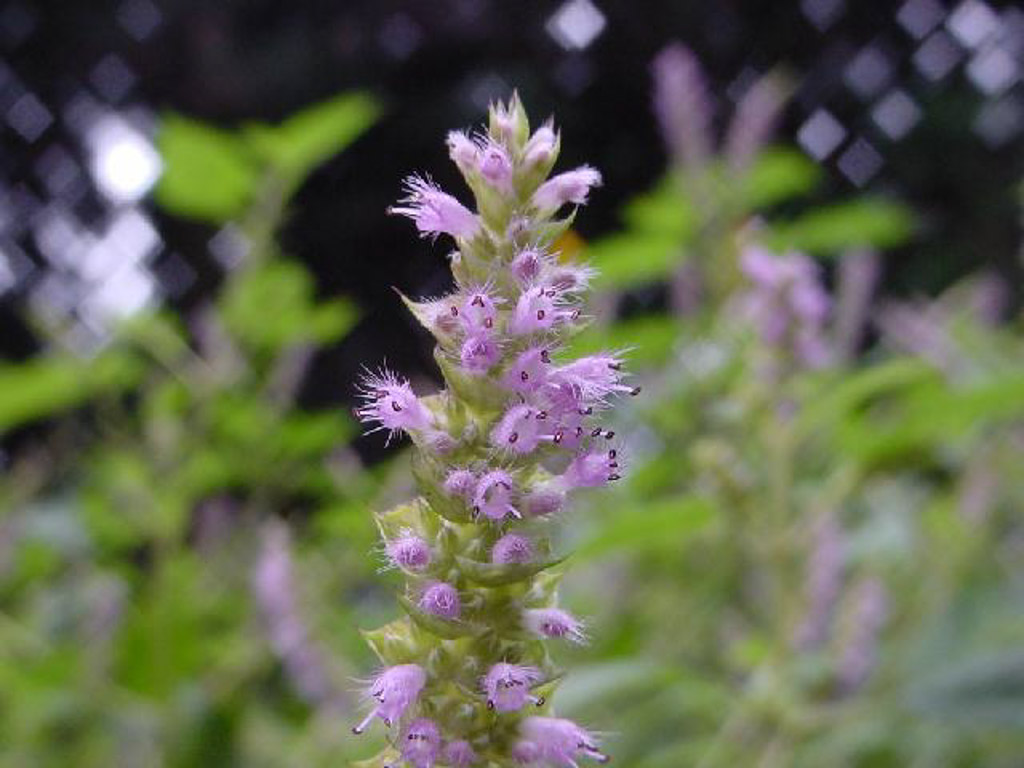 植物3の写真