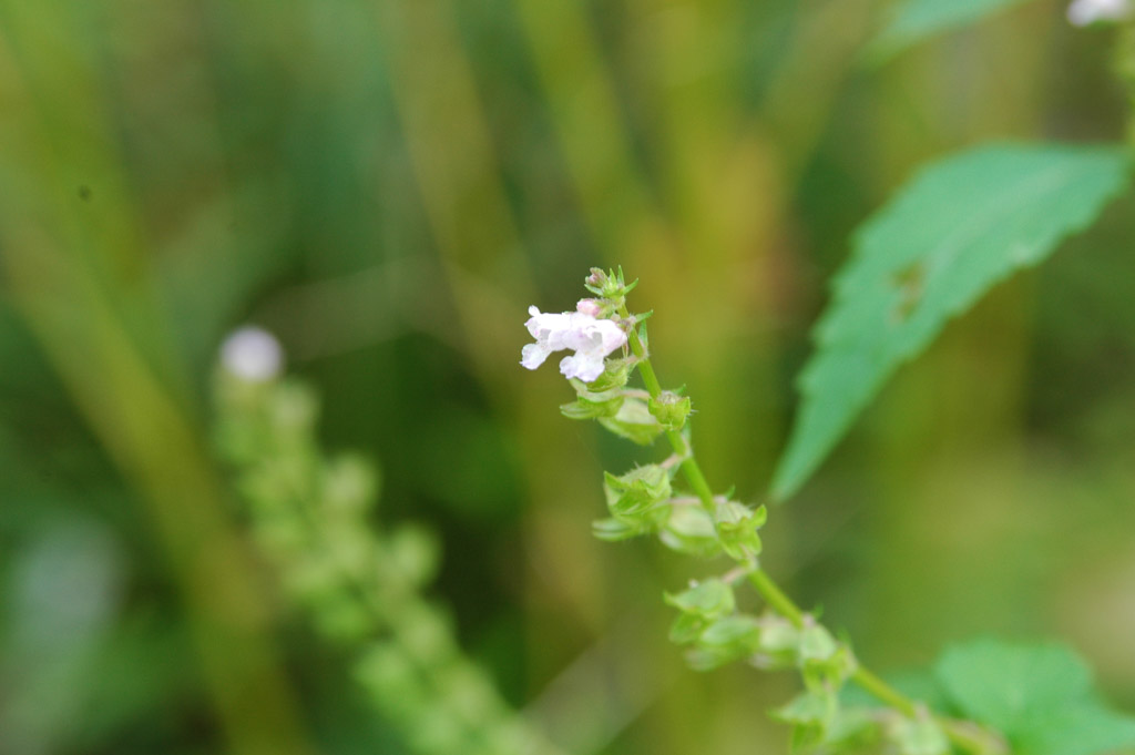 植物3の写真24