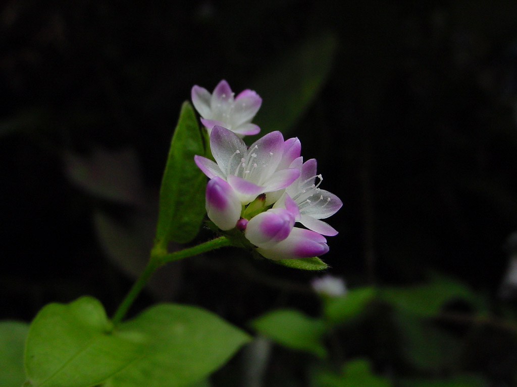 植物3の写真29