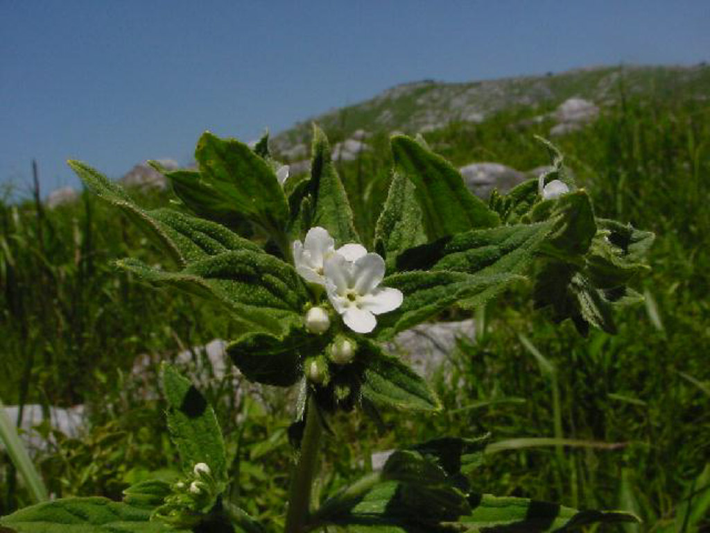 植物3の写真32