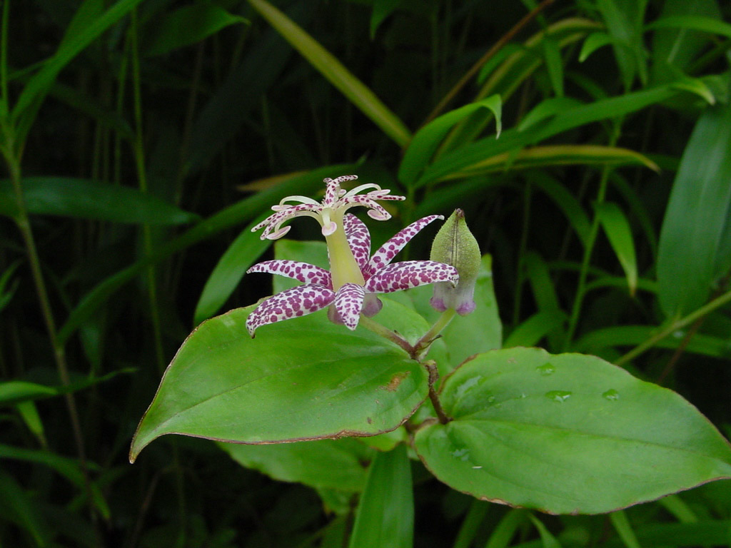 植物3の写真39