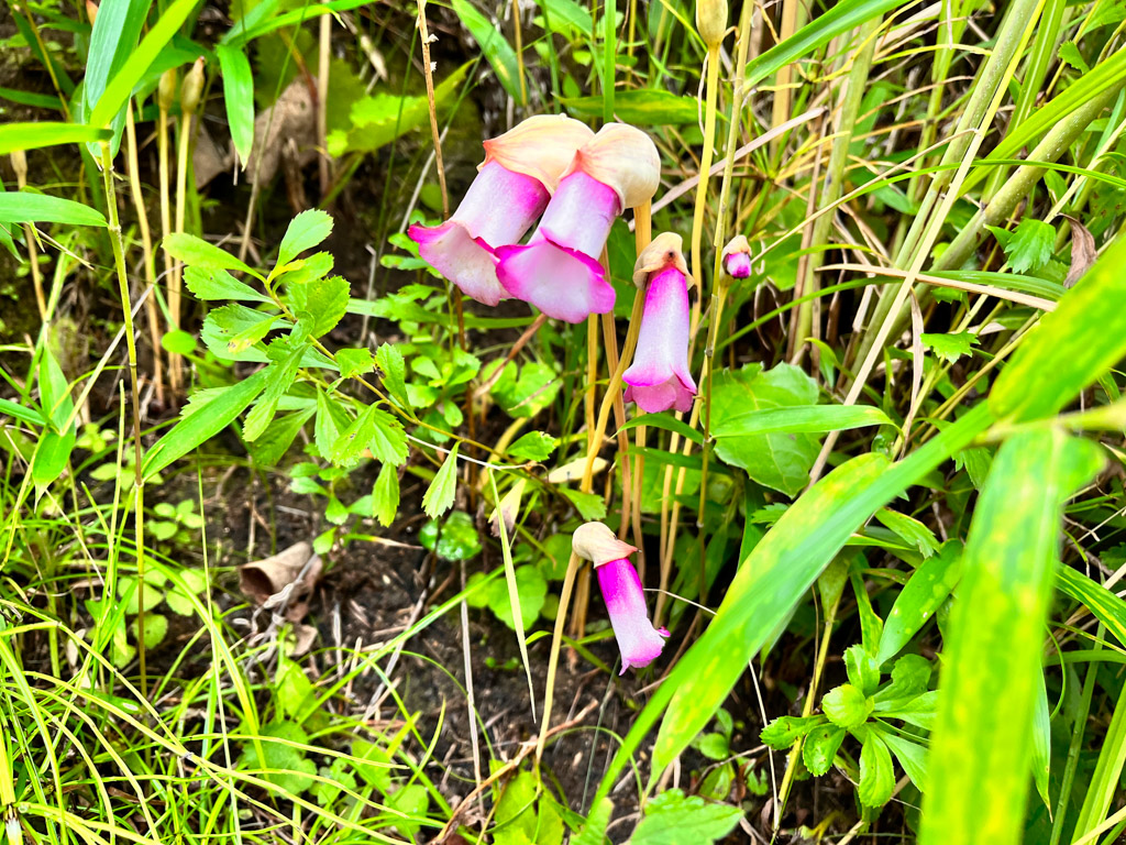 植物5の写真2